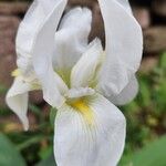 Iris florentina പുഷ്പം