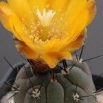 Rebutia neumanniana Συνήθη χαρακτηριστικά