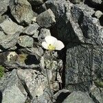 Calochortus leichtlinii Flower