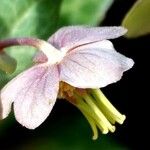 Helleborus lividus Floare