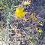 Hypericum triquetrifolium Flower