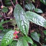 Impatiens hians Leaf