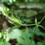 Geranium versicolor Ffrwyth