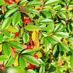 Cotoneaster salicifolius Gyümölcs