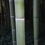 Phyllostachys reticulata Kora