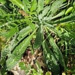 Echium asperrimum 葉