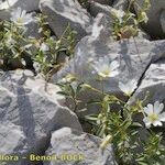 Cerastium carinthiacum Habit