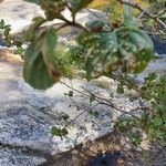 Toxicodendron diversilobum Hoja