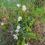 Barleria robertsoniae Květ