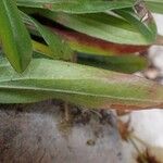 Erigeron alpinus Leaf