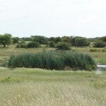 Typha domingensis Folha