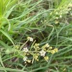 Thesium linophyllon Flower