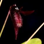 Bulbophyllum lophoglottis