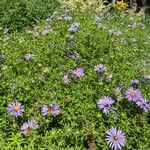 Symphyotrichum oblongifolium फूल