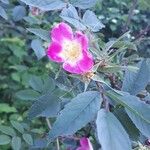 Rosa ferruginea Blodyn