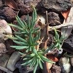 Phemeranthus punae Habit