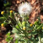 Senecio vulgaris Gyümölcs