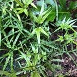 Pteris multifida 葉
