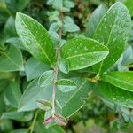 Cotoneaster integrifolius Blad