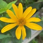 Heliopsis helianthoides Blüte