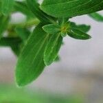 Hypericum perfoliatum Hostoa