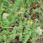 Achillea ligustica Hábitos