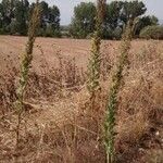 Verbascum sinuatum Elinympäristö