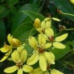 Tristellateia australasiae फूल