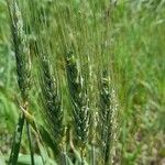 Triticum turgidum Ffrwyth