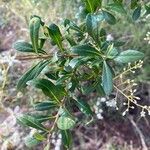Bursaria spinosa 葉