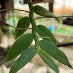 Angraecum angustipetalum Leaf