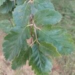 Sorbus intermedia Leaf