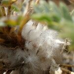 Astragalus thracicus Rhisgl