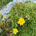 Helianthemum nummulariumFlower