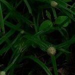 Cyperus richardii Feuille