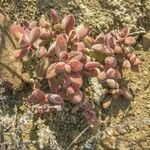 Crassula rogersii Hoja