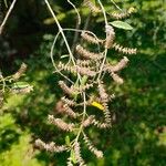 Aloysia gratissima 花