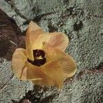 Hibiscus tiliaceus Blomst