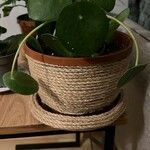 Pilea peperomioides ᱥᱟᱠᱟᱢ