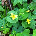 Viola sempervirens Hábito
