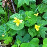 Viola sempervirens आदत