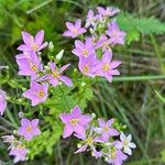 Sabatia angularis Květ