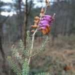 Erica ciliaris Foglia