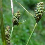 Carex tomentosa Fruit