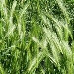 Hordeum murinum Fruit