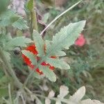 Papaver rhoeas Leaf
