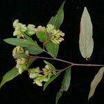 Flemingia strobilifera Plante entière