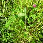 Trifolium pratense 整株植物