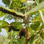 Piliostigma thonningiiLeaf