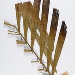 Bactris acanthocarpoides Folla